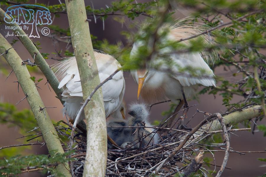 Cattle Egret - Bubulcus ibis