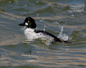 Memories of Snake River Birds of Prey NCA