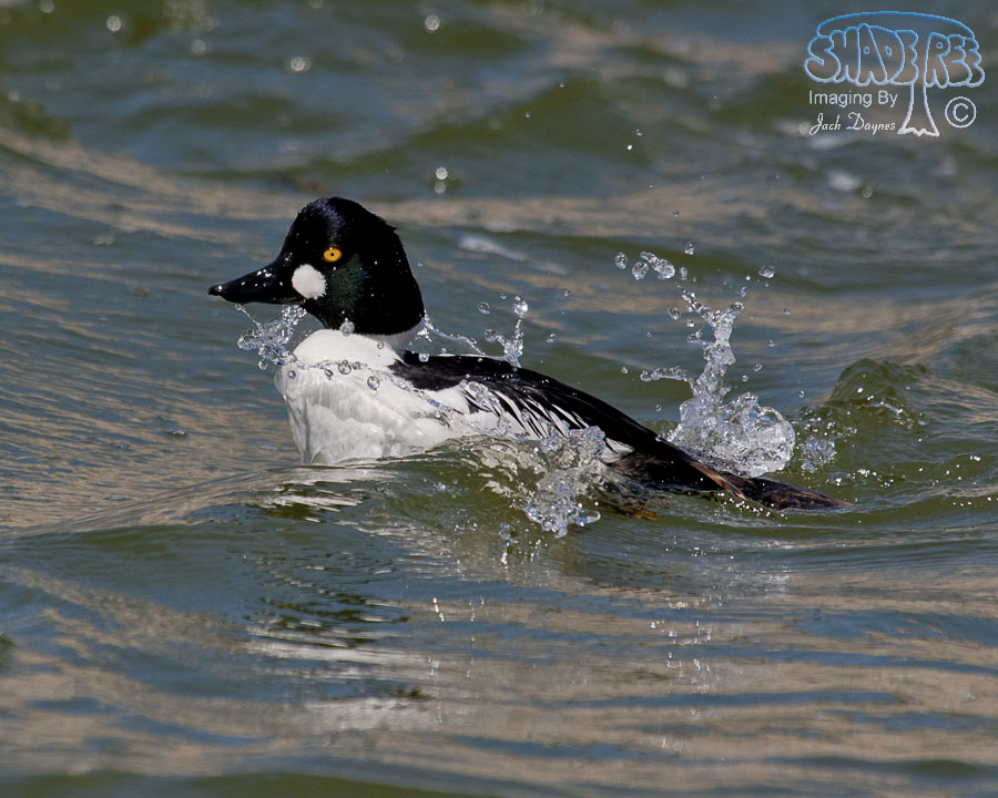 Common Goldeneye - Bucephala clangula