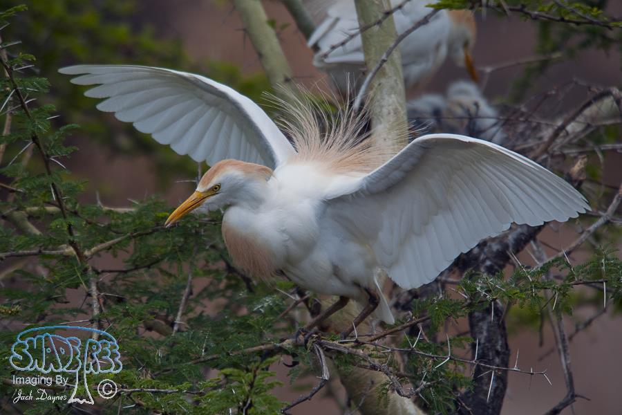 Cattle Egret - Bubulcus ibis