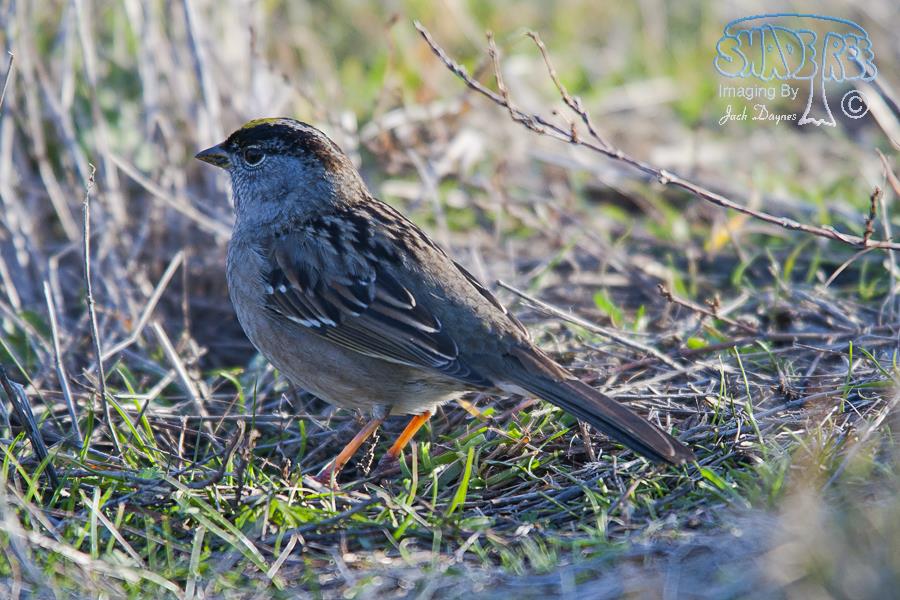 Golden-Crowned Sparrow - Zonotrichia atricapilla