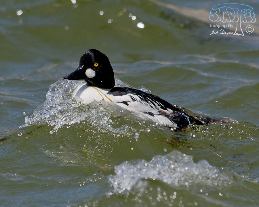Common Goldeneye - Bucephala clangula