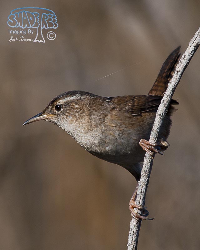 Marsh Wren - Cistothorus palustris