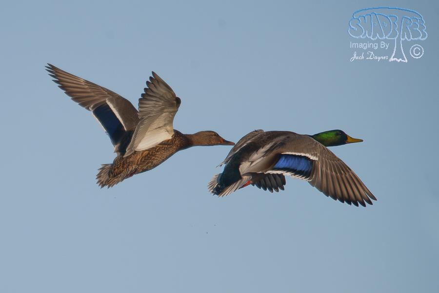Mallard - Anas platyrhynchos