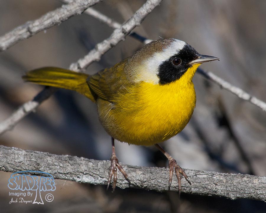 Common Yellowthroat - Geothlypis trichas