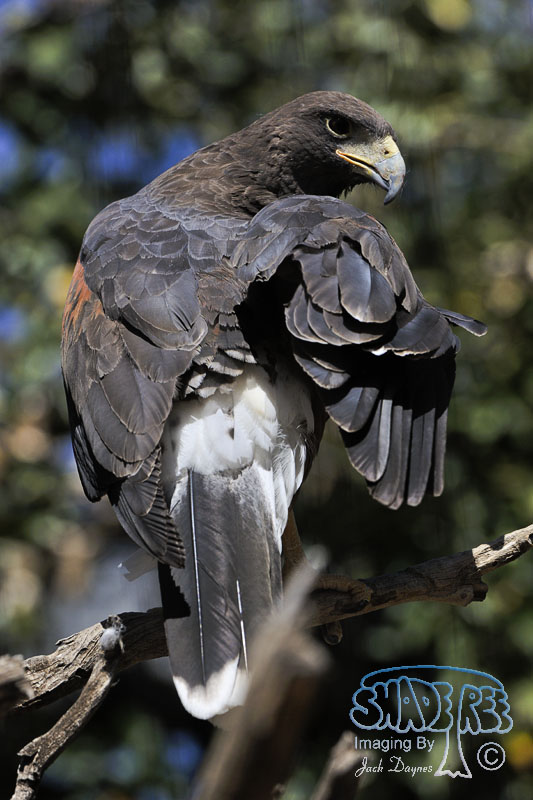 Harris's Hawk - Parabuteo unicinctus