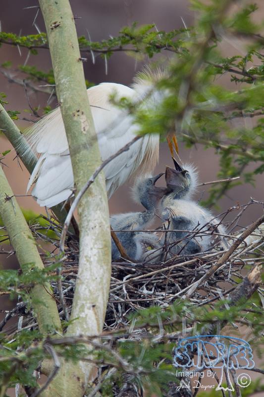 Cattle Egret - Bubulcus ibis