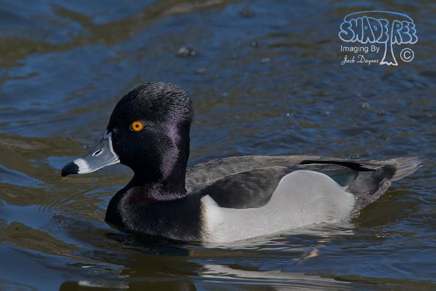 Ring-necked Duck - Aythya collaris