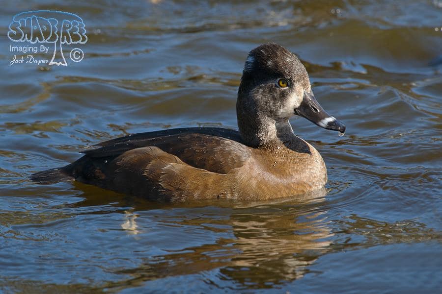 Ring-necked Duck - Aythya collaris