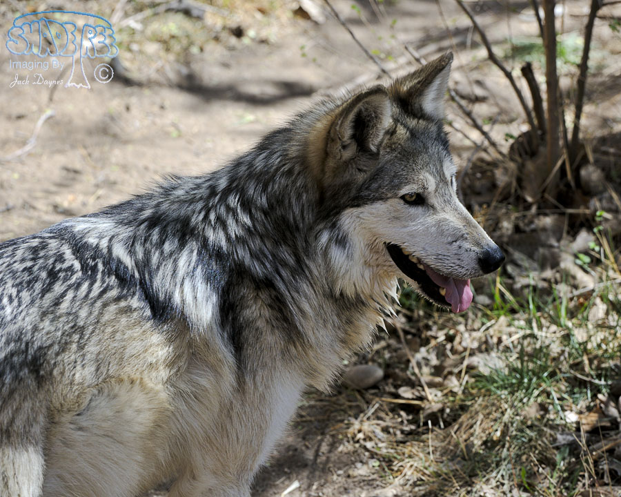 Mexican Gray Wolf - Canis lupus baileyi