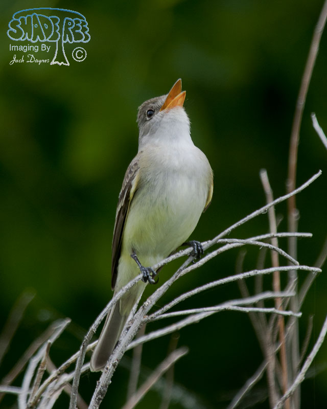 Willow Flycatcher - Empidonax traillii