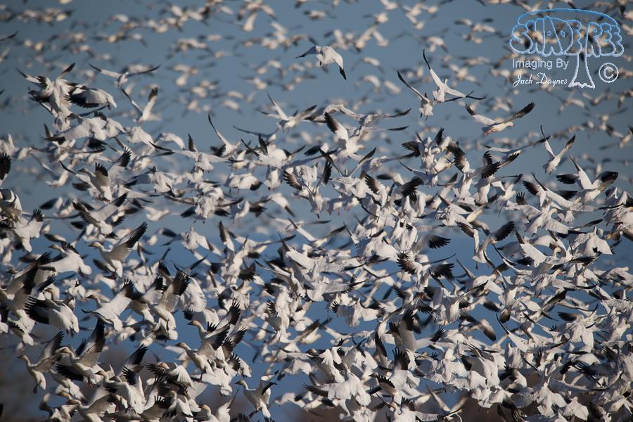 Snow Goose - Anser caerulescens