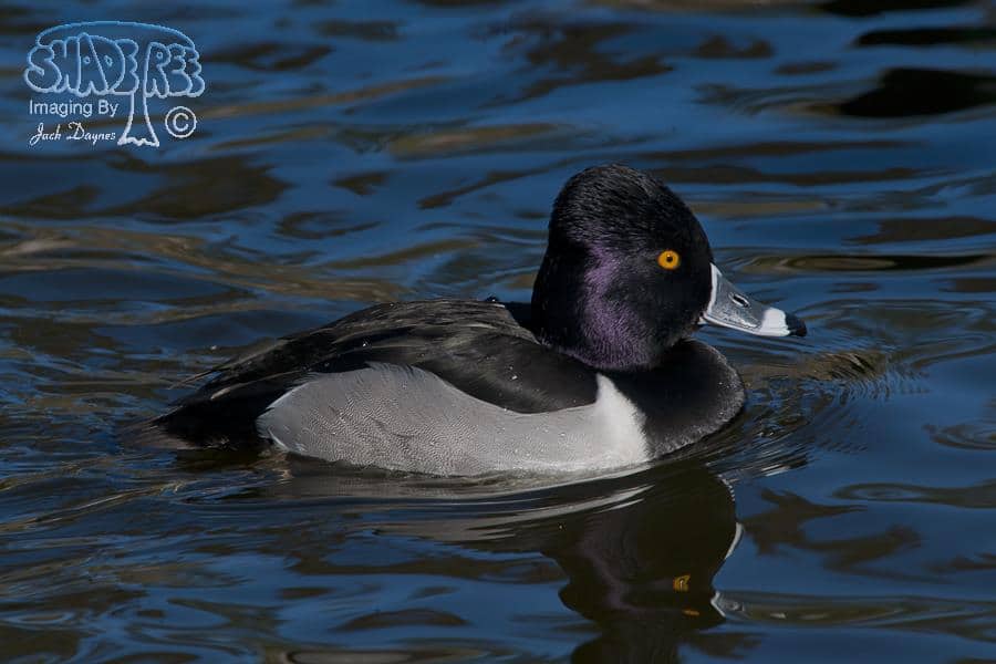 Ring-necked Duck - Aythya collaris