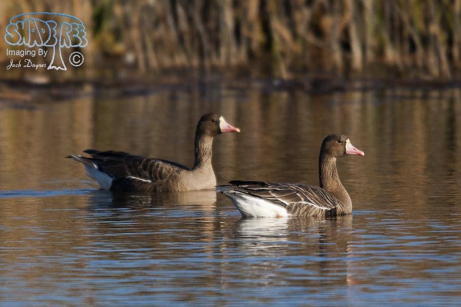 Greater White-fronted Goose - Anser albifrons