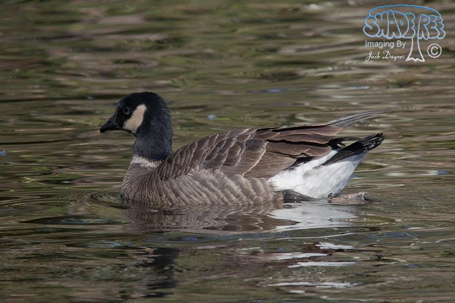 Cackling Goose - Branta hutchinsii