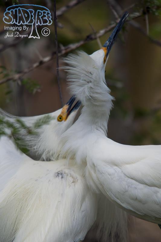 Snowy Egret - Egretta thula
