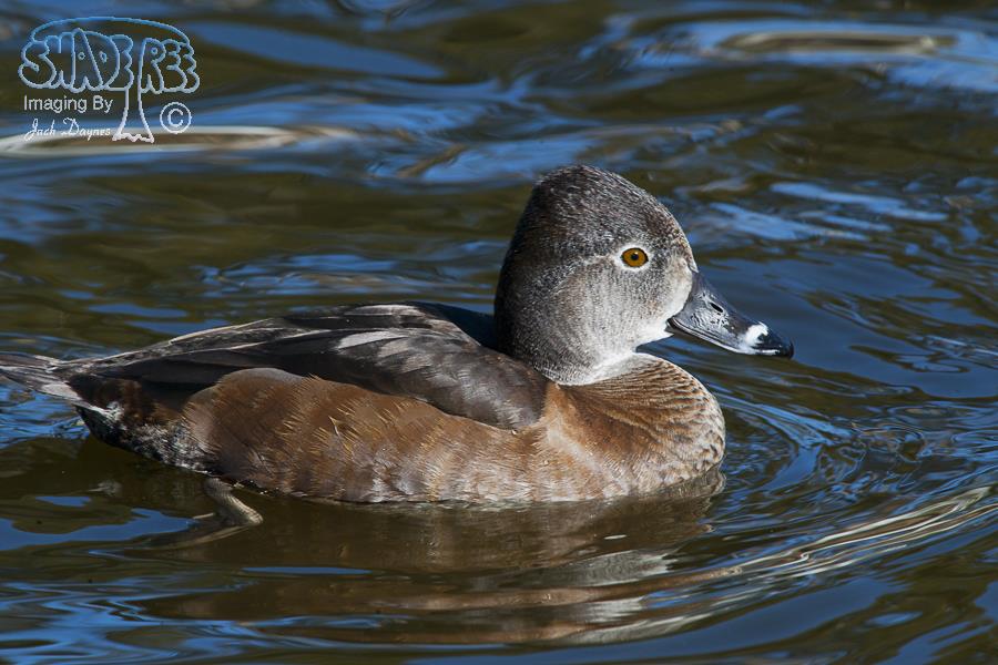 Ring-necked Duck - Aythya collaris