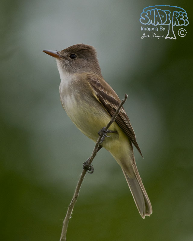 Willow Flycatcher - Empidonax traillii