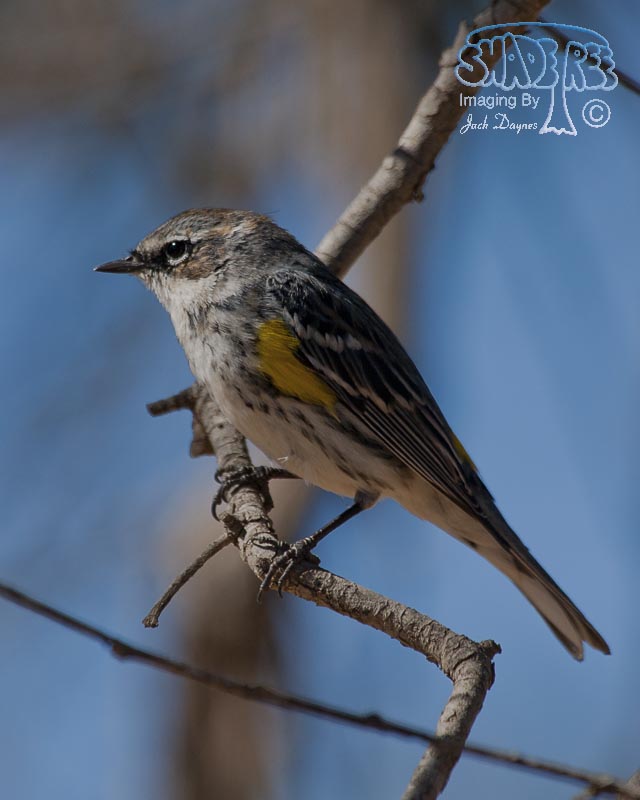 Yellow-Rumped Warbler - Setophaga coronata coronata