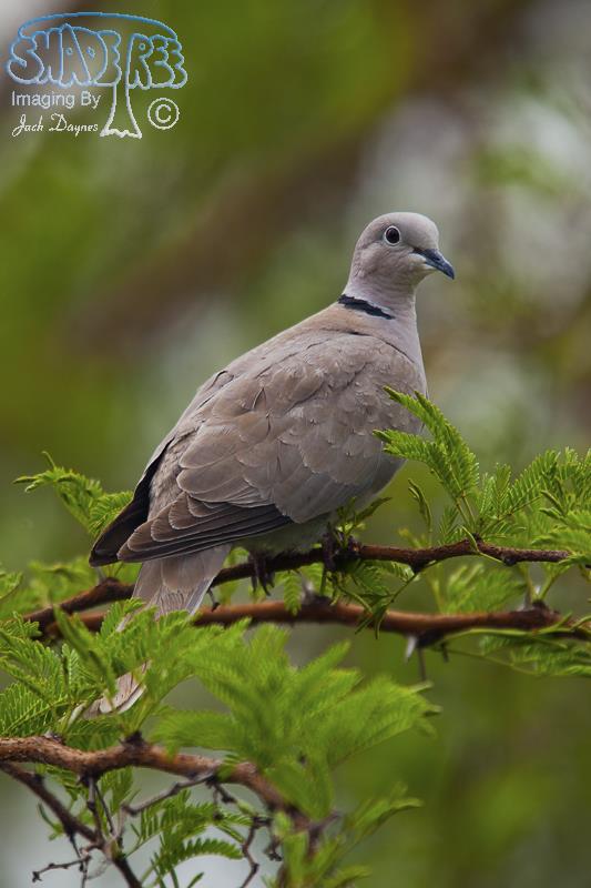 Eurasian Collared-Dove - Streptopelia decaocto