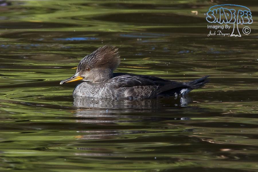 Hooded Merganser - Lophodytes cucullatus