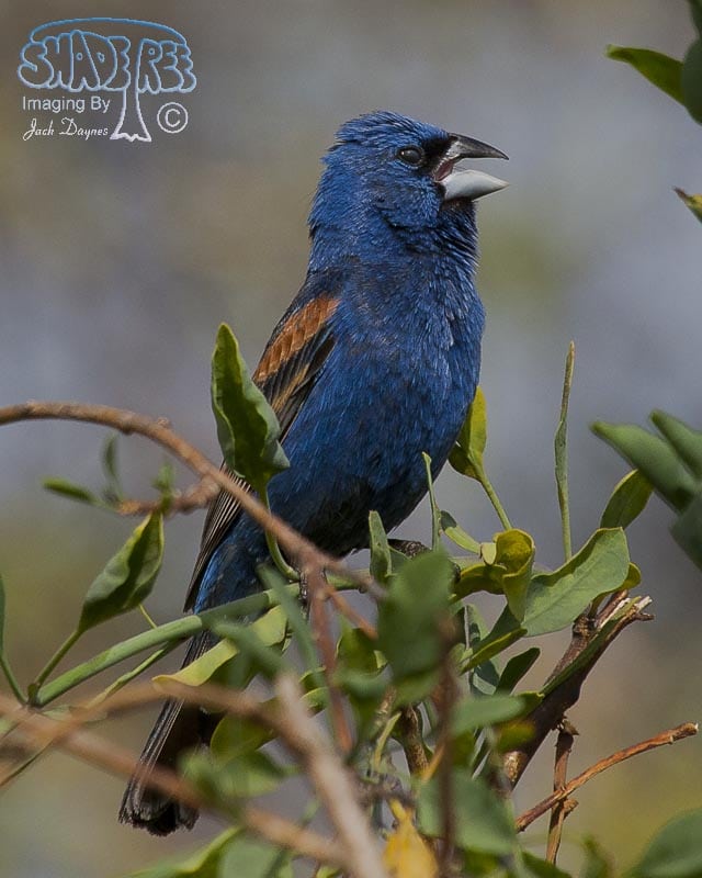 Blue Grosbeak - Passerina caerulea