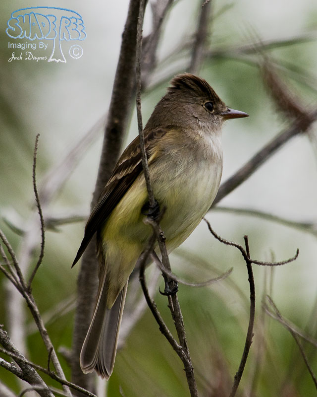 Willow Flycatcher - Empidonax traillii