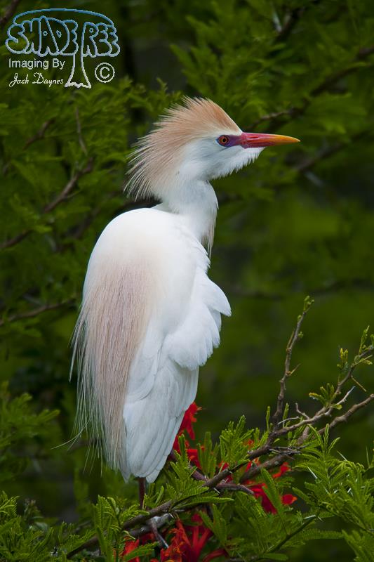 Cattle Egret - Bubulcus ibis