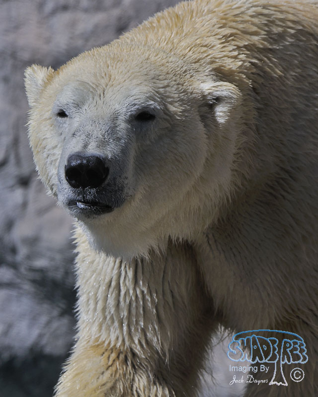 Polar Bear - Ursus maritimus