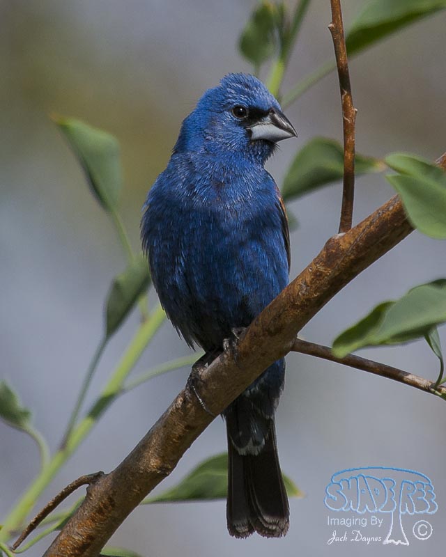 Blue Grosbeak - Passerina caerulea