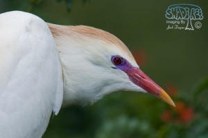 2013-05-05 Nesting at the Safari Park