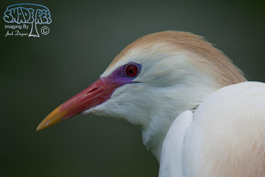 Cattle Egret - Bubulcus ibis