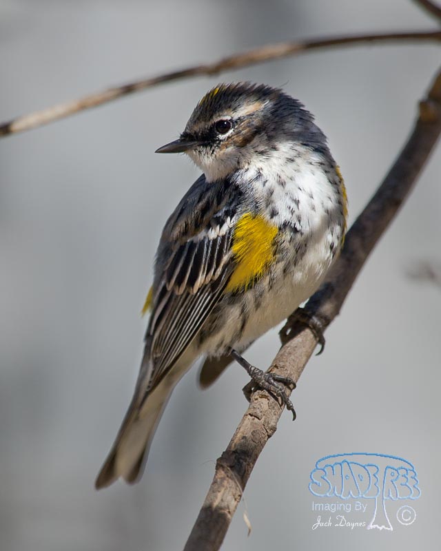 Yellow-Rumped Warbler - Setophaga coronata coronata