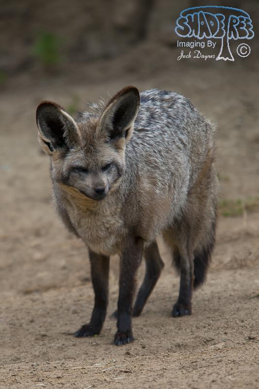 Bat-Eared Fox - Otocyon megalotis