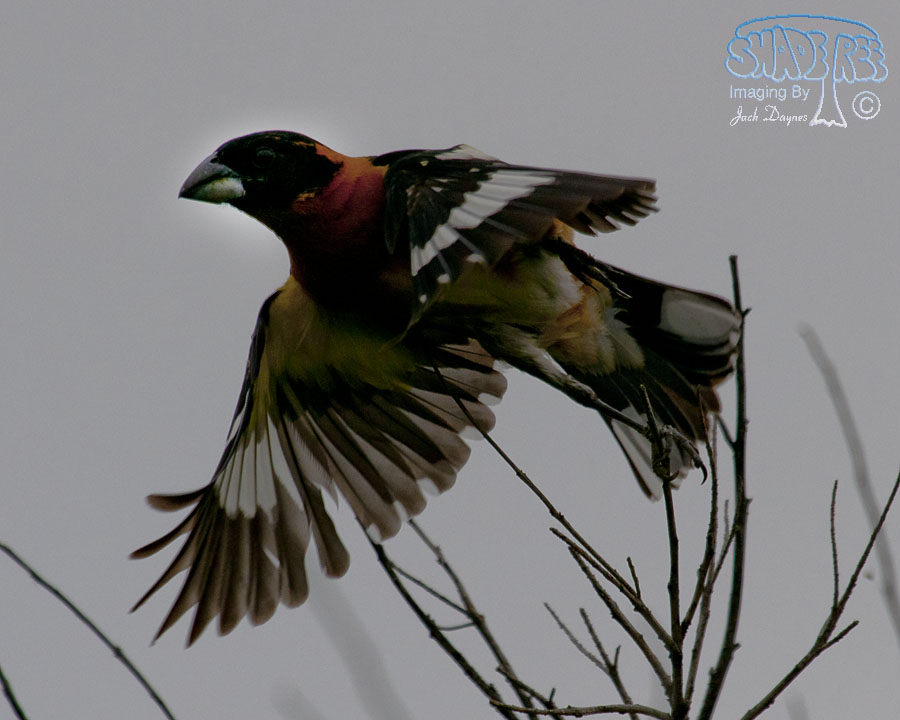 Black-Headed Grosbeak - Pheucticus melanocephalus