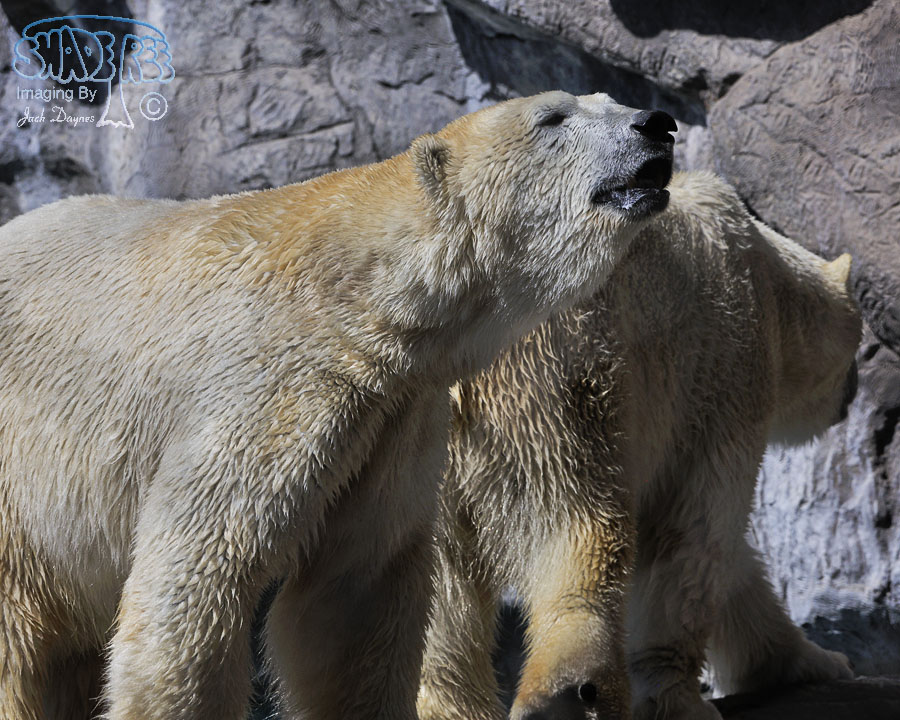 Polar Bear - Ursus maritimus