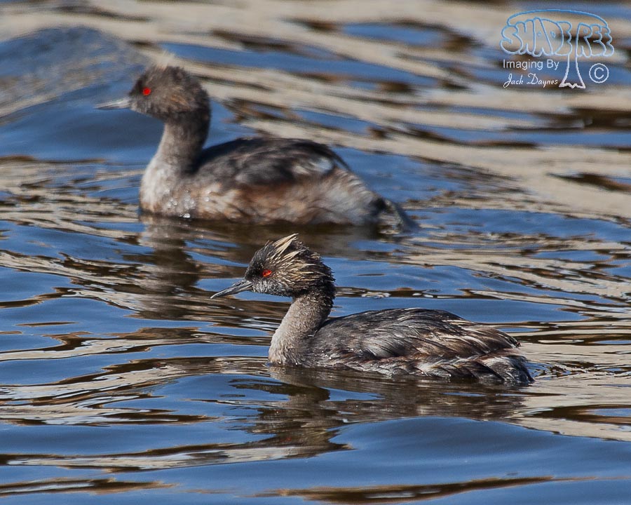 Eared Grebe - Podiceps nigricollis