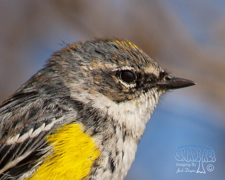 Yellow-Rumped Warbler - Setophaga coronata coronata