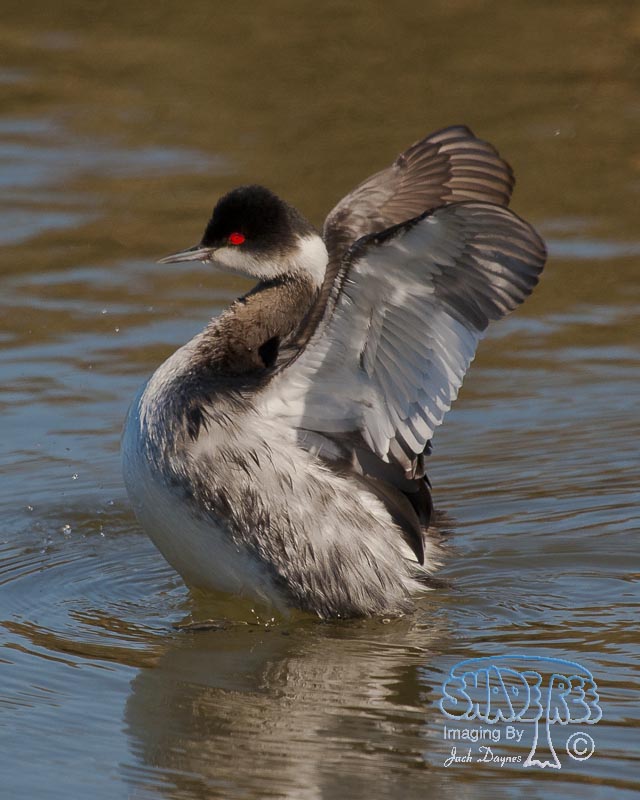 Eared Grebe - Podiceps nigricollis
