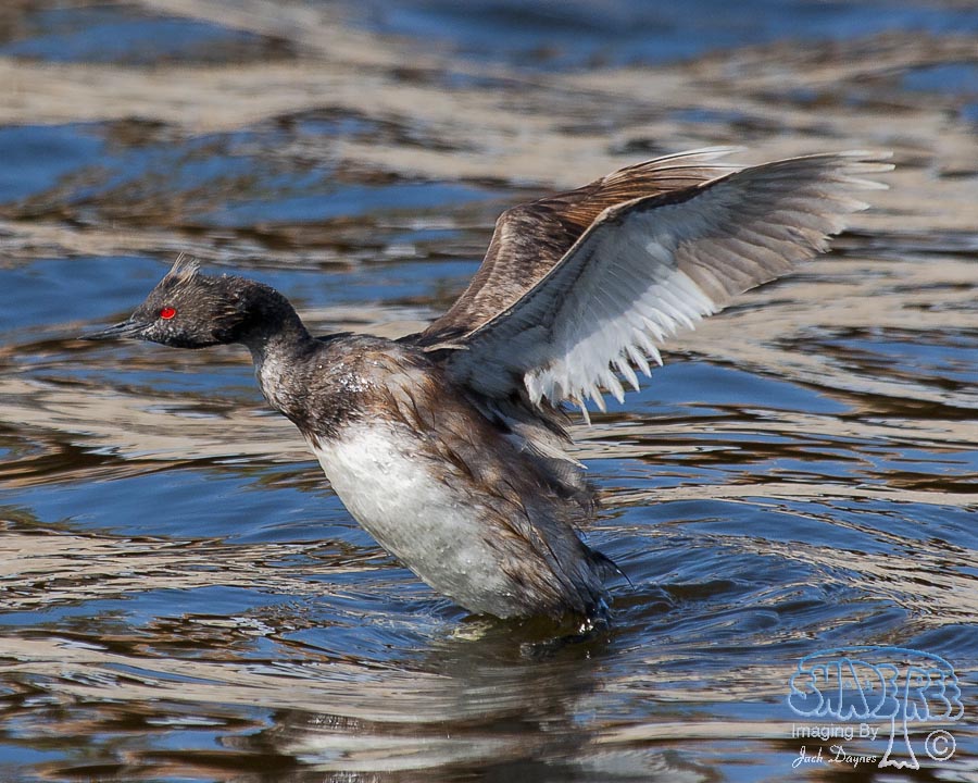 Eared Grebe - Podiceps nigricollis