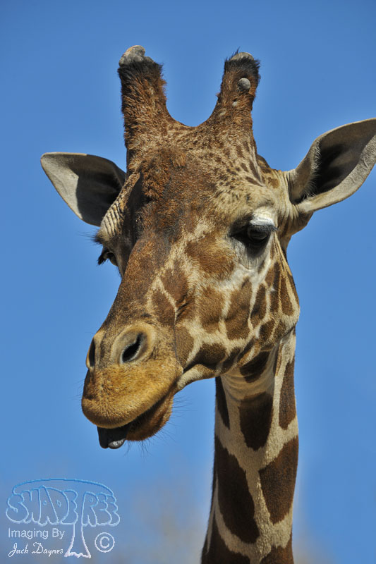 Giraffe - Giraffa camelopardalis