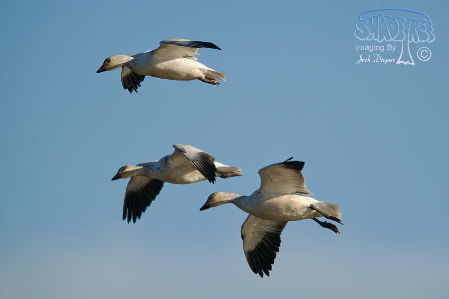 Snow Goose - Anser caerulescens