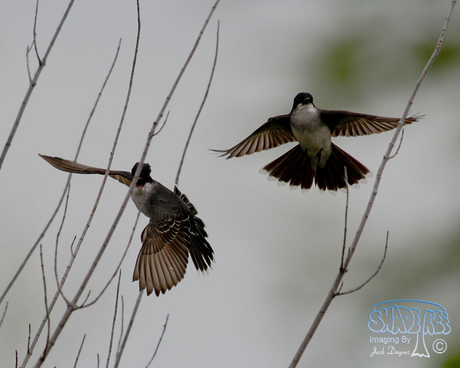 Eastern Kingbird - Tyrannus tyrannus