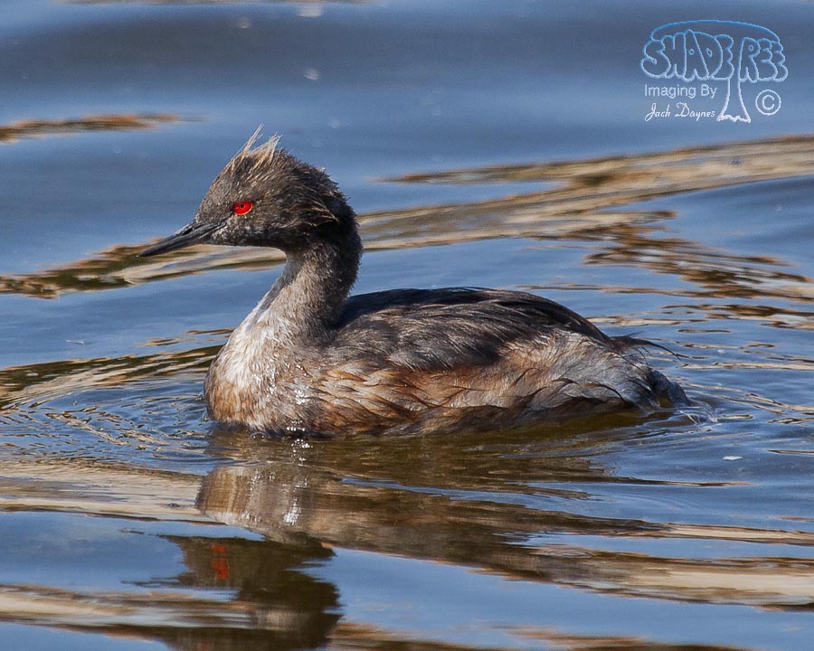 Eared Grebe - Podiceps nigricollis