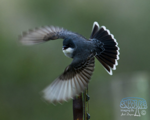 2015-05-31 Bird Island Reserve