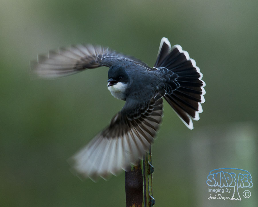 Eastern Kingbird - Tyrannus tyrannus