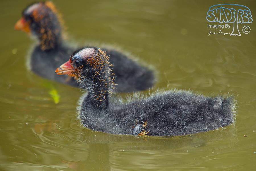American Coot - Fulica americana