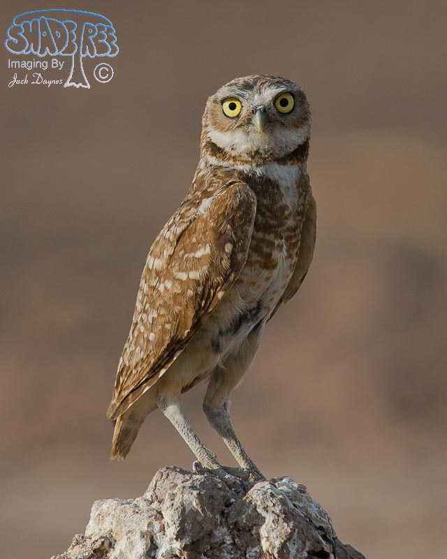 Burrowing Owl - Athene cunicularia