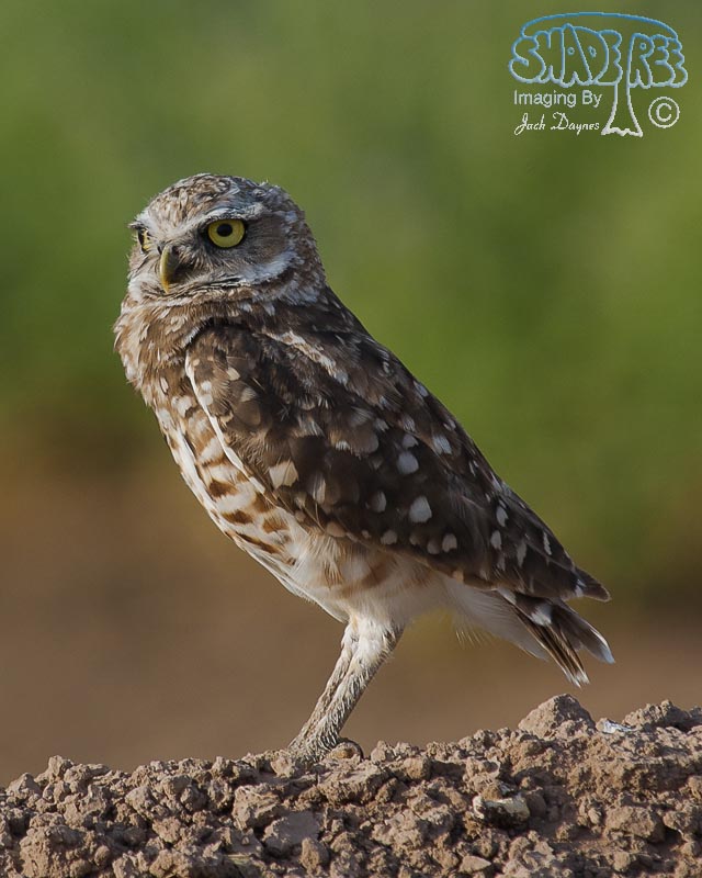 Burrowing Owl - Athene cunicularia