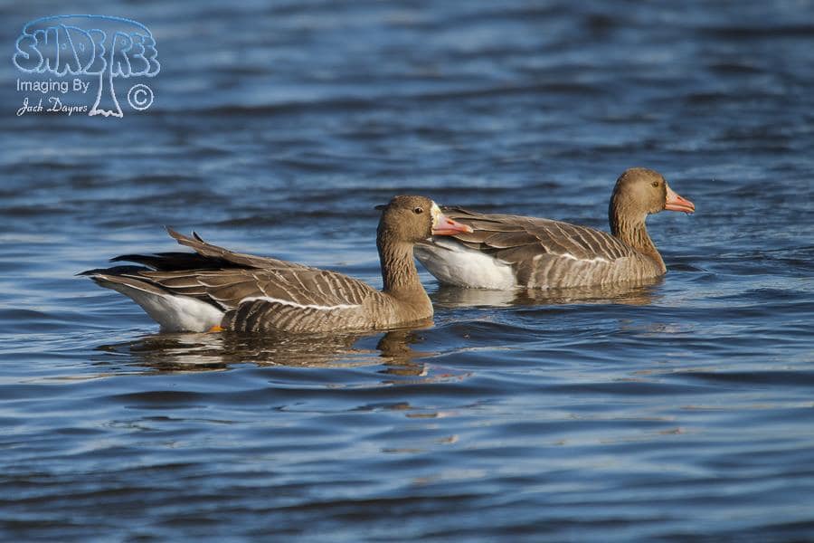 Greater White-fronted Goose - Anser albifrons